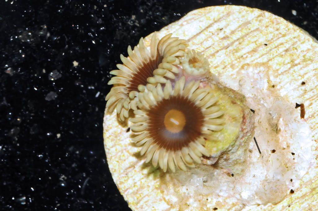001 1 - Zoa/Paly eye candy thread