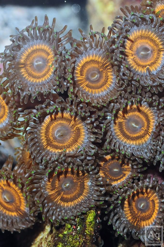 010 1 - Zoa/Paly eye candy thread