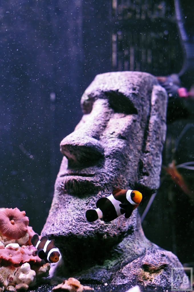 016 - Argent's 24G Aquapod HQI upgrade...