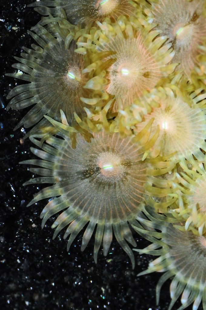 069 - Zoa/Paly eye candy thread