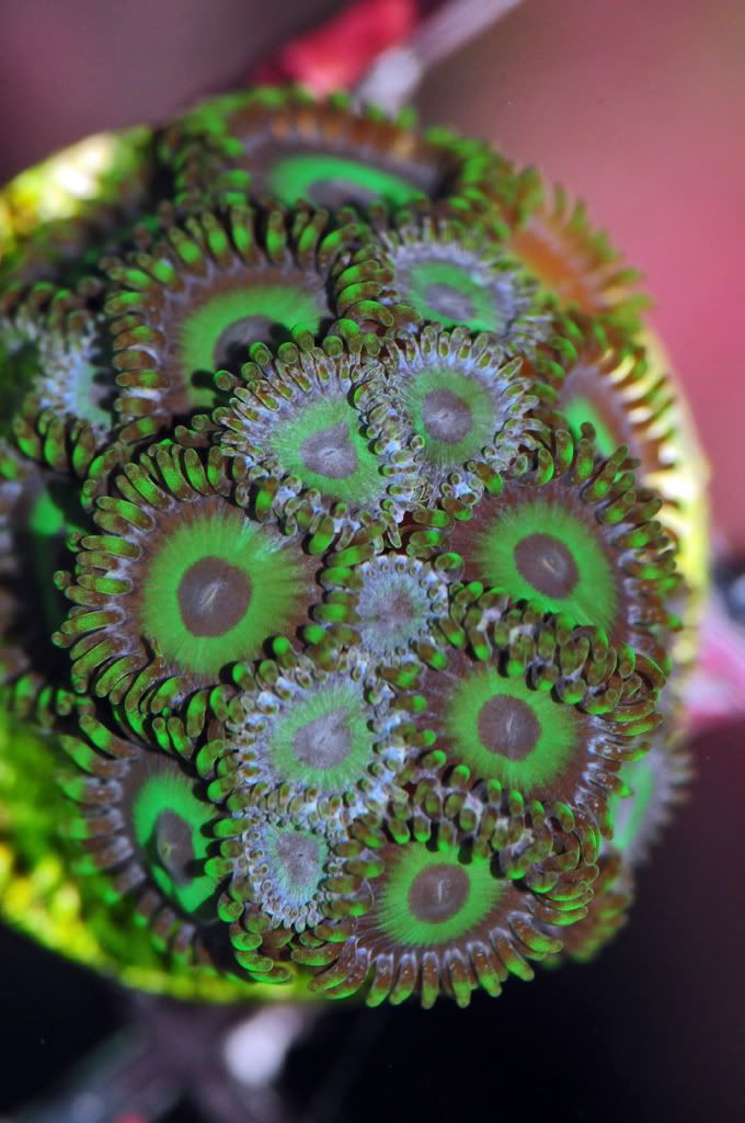 071 - Zoa/Paly eye candy thread