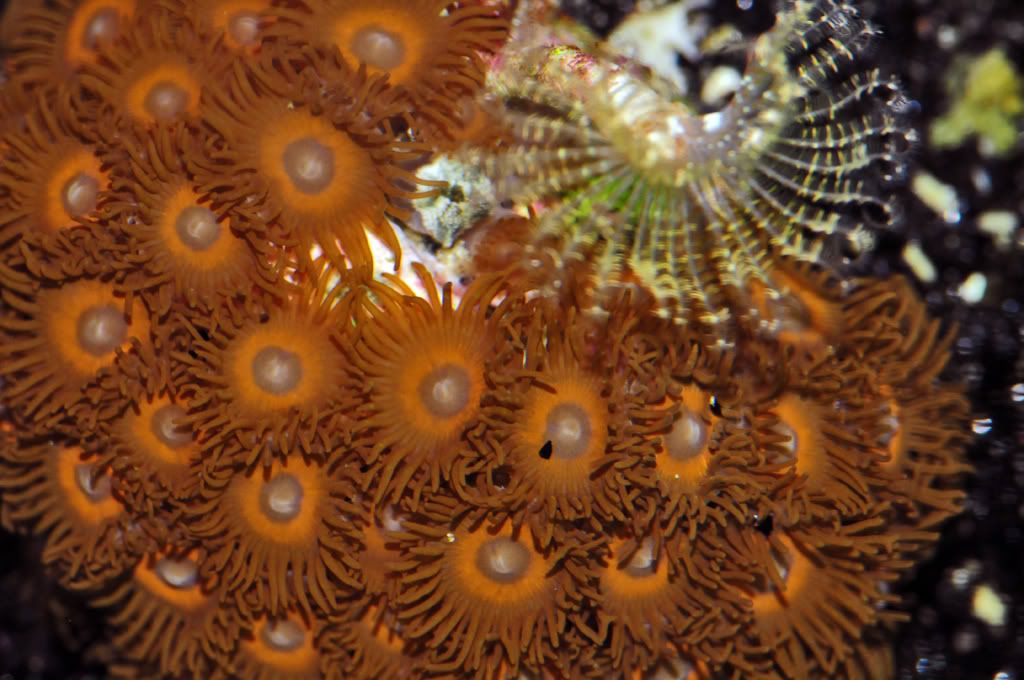 073 - Zoa/Paly eye candy thread