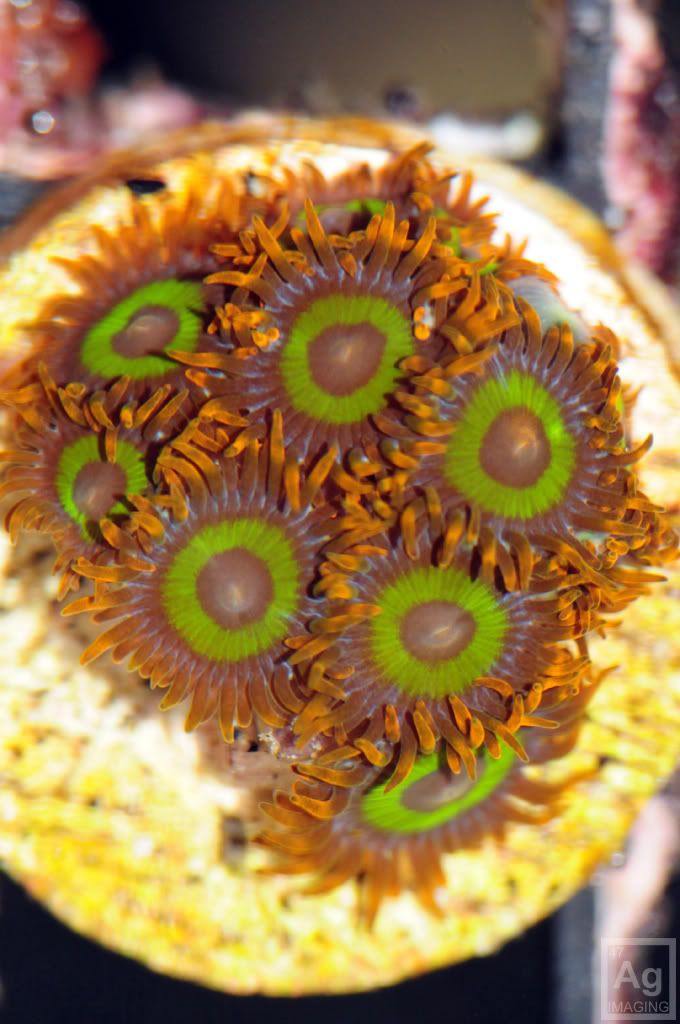 corals04 - Zoa/Paly eye candy thread