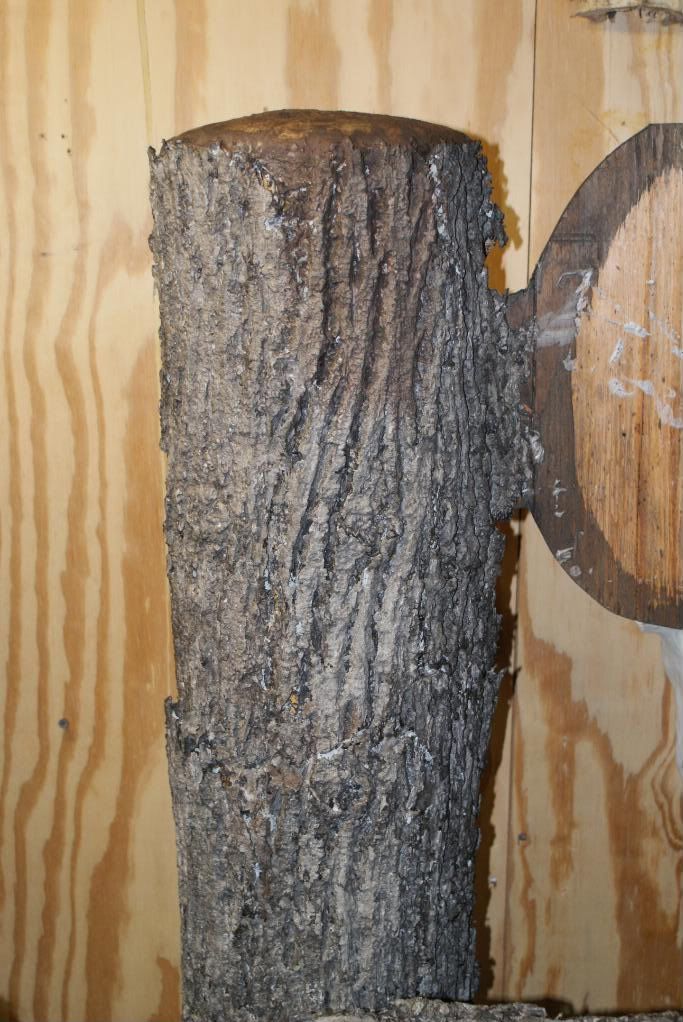 Making an Artificial Tree and Limb with Foam.(Finally Finished Pic Added) to the