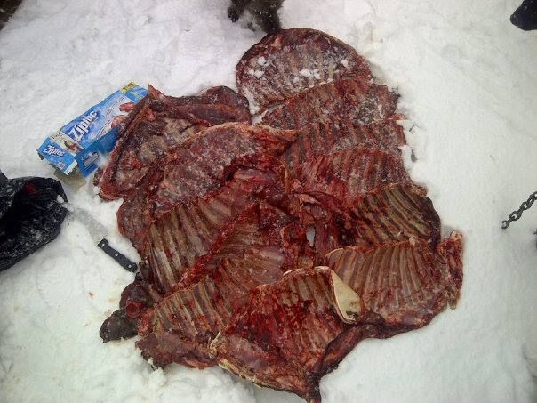 deerribsinthesnow_zps35ed3df8.jpg