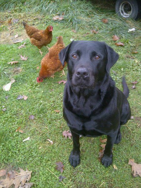 hunterandtheredchickens_zps91883beb.jpg
