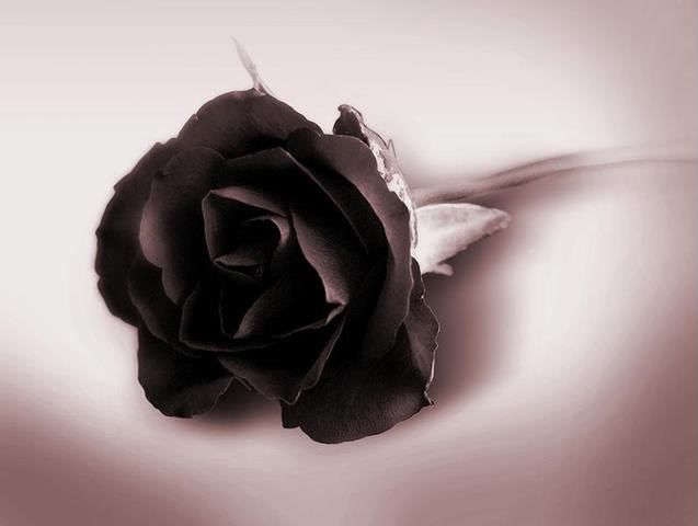 black flowers photo: Black Heart Black_Rose.jpg