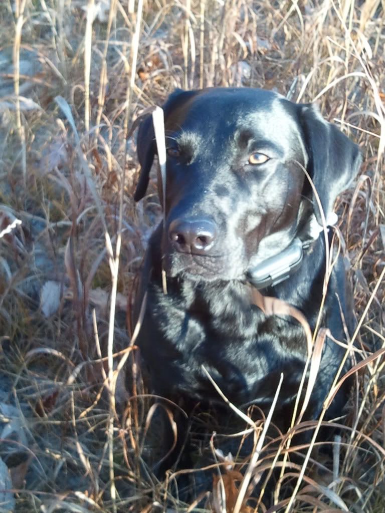 Lab New Jersey Hunters