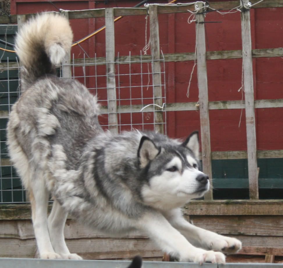 Husky shedding his coat UK Pet Forums Forum