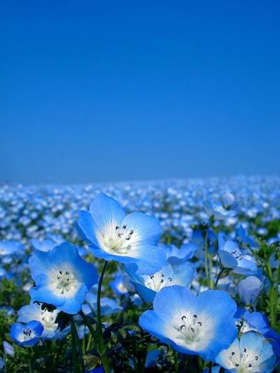 nemophila.jpg