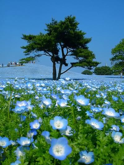 nemophila2.jpg