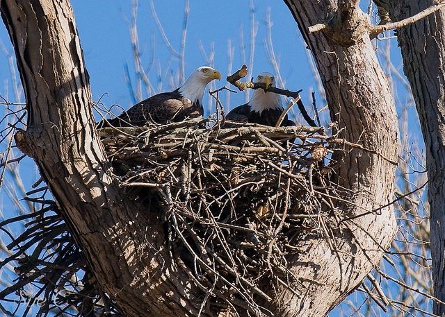 Eagles Making nest photo OurEaglesNest_zpsc2190db3.jpg