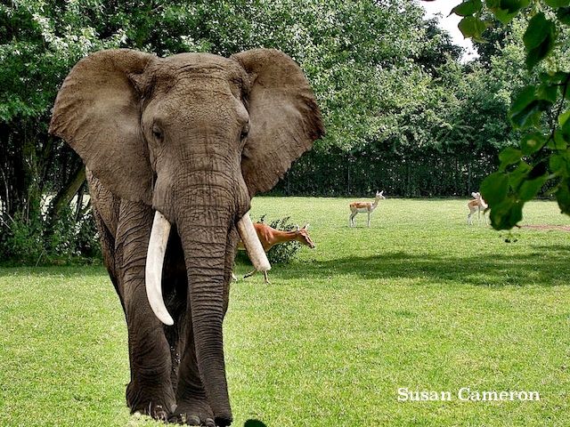 Elephant photo elephant_zps5b611e37.jpeg
