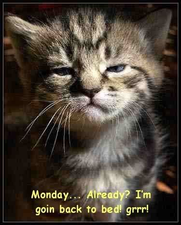 I Hate Monday Pictures, Images and Photos