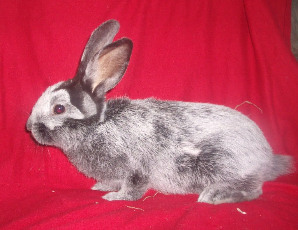 NE England Argente champagne rabbit Reptile Forums