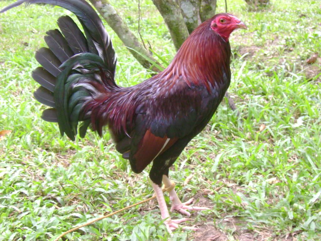 Johnny+Jumper+Kelso+Roosters Johnny Jumper Radio http://www.sabong.com.ph/forum/showthread.php?t ...