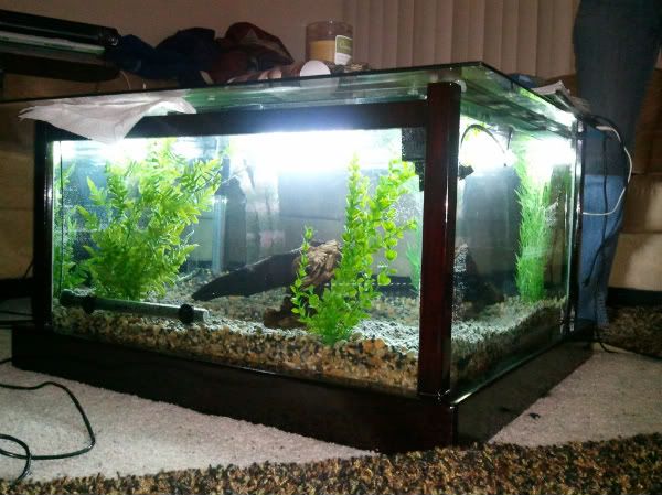 Re: Coffee Table Tank DIY *Update*