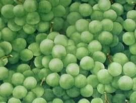 greengrapes.jpg