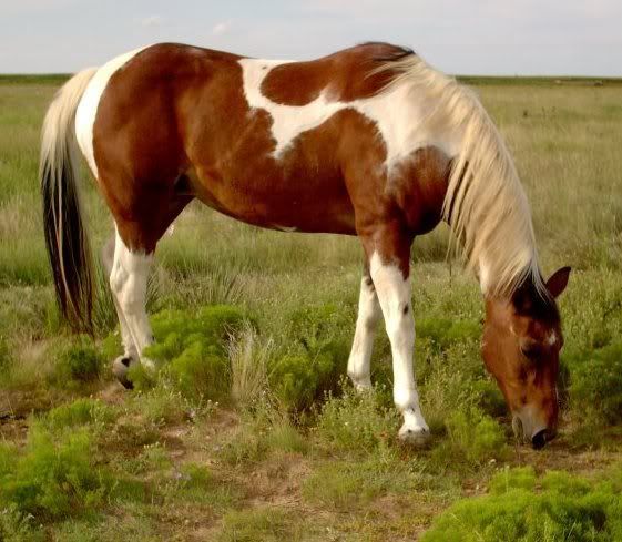 american paint horse Pictures, Images and Photos