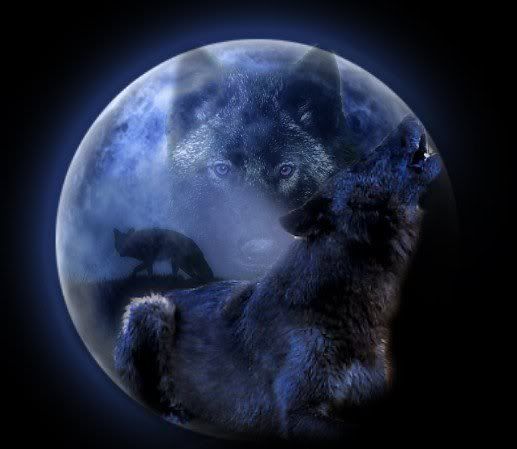 black wolf and moon Pictures, Images and Photos