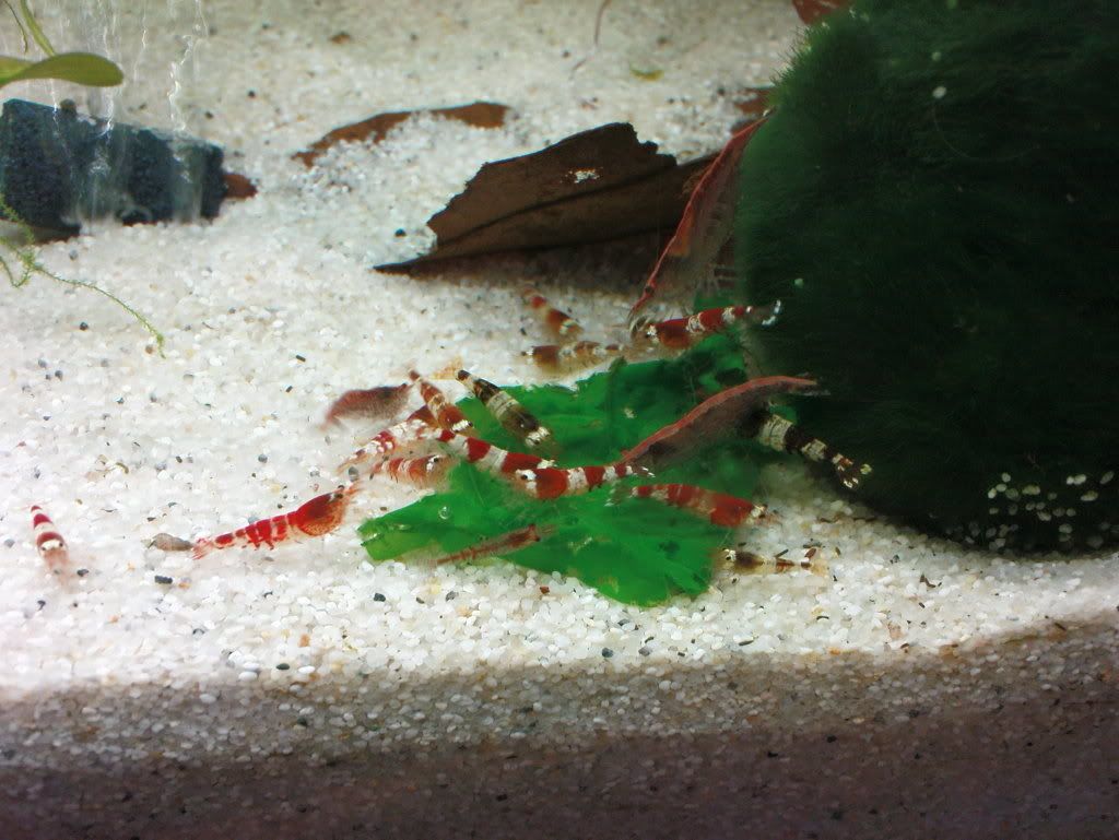 DSC00532.jpg