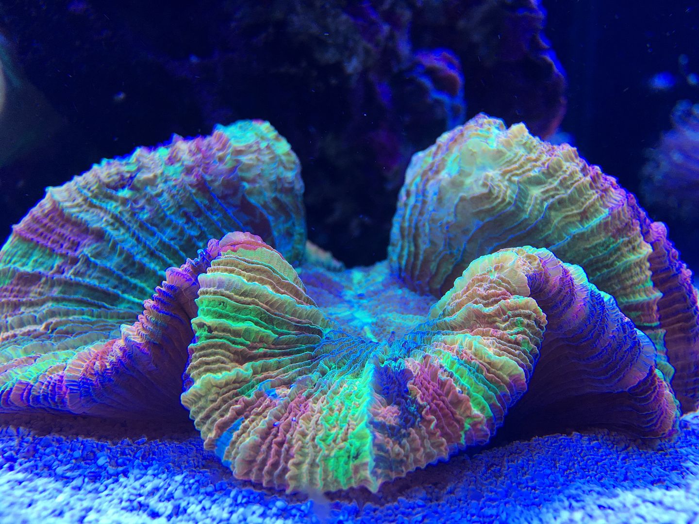 ati powermodule hybrid club archive page 12 reef central