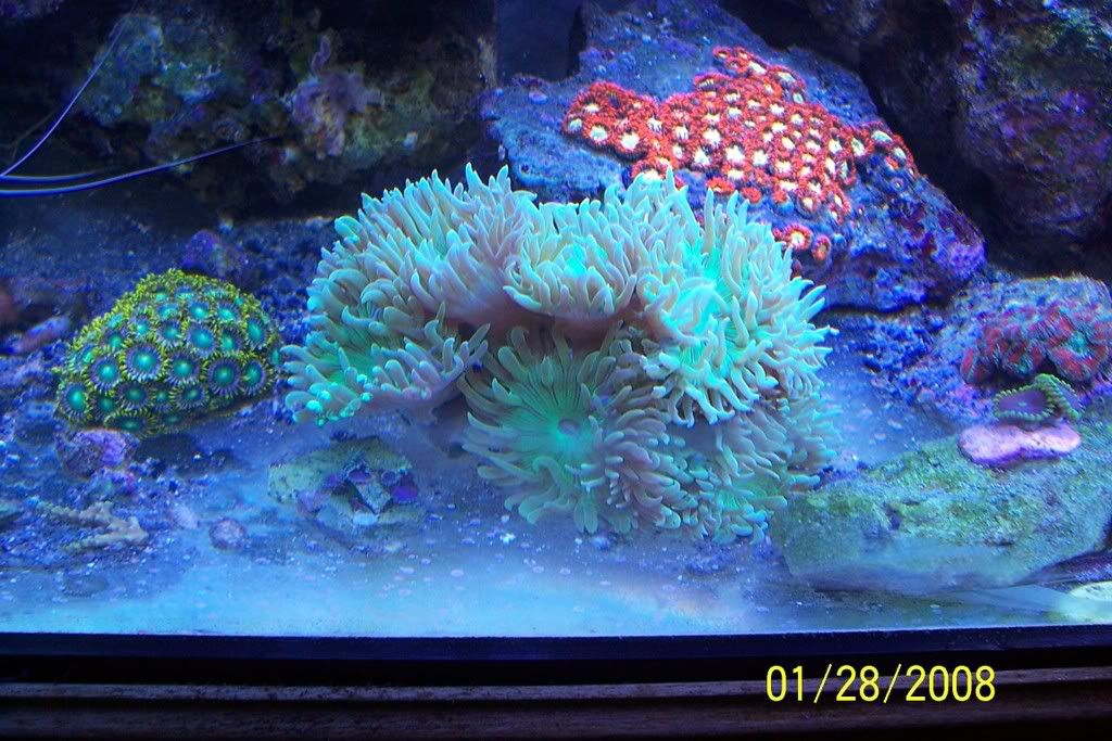 Duncans growing new heads question Reef Central Online Community