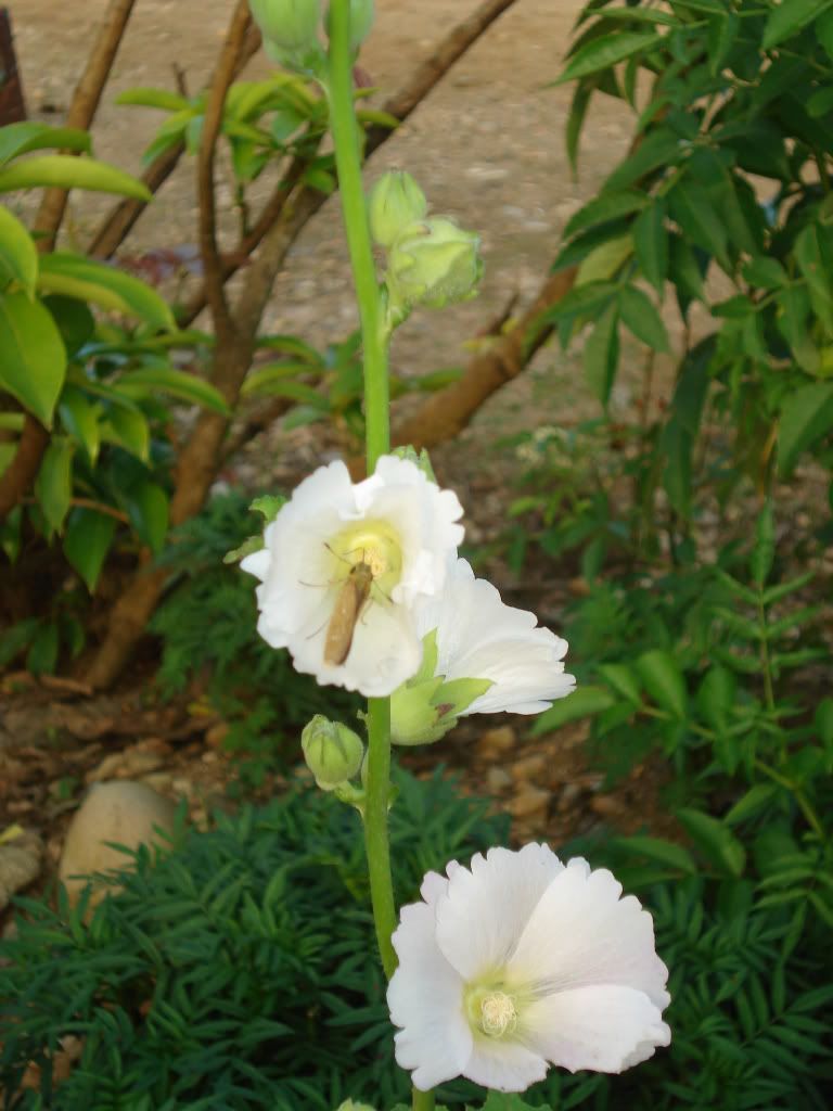 DSC02233.jpg