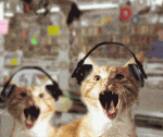avatar18847_25.gif gatos locos image by hberzerker