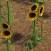 [Image: Sunflower_zpsgsojoqy4.png]