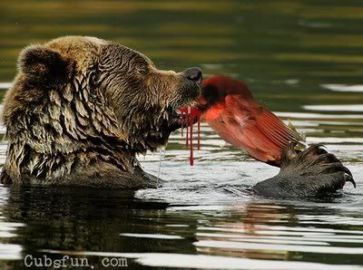 Bear eats cardinal