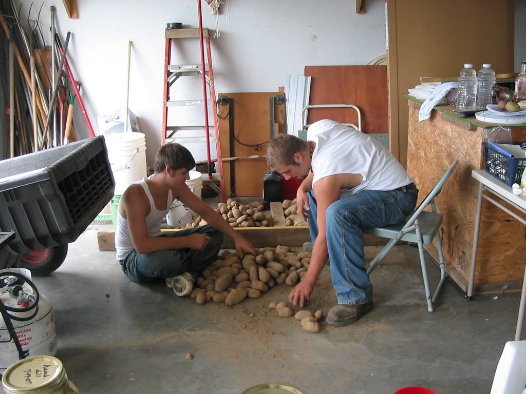 Sharing Potato Harvest Pictures - Gardening & Plant Propagation