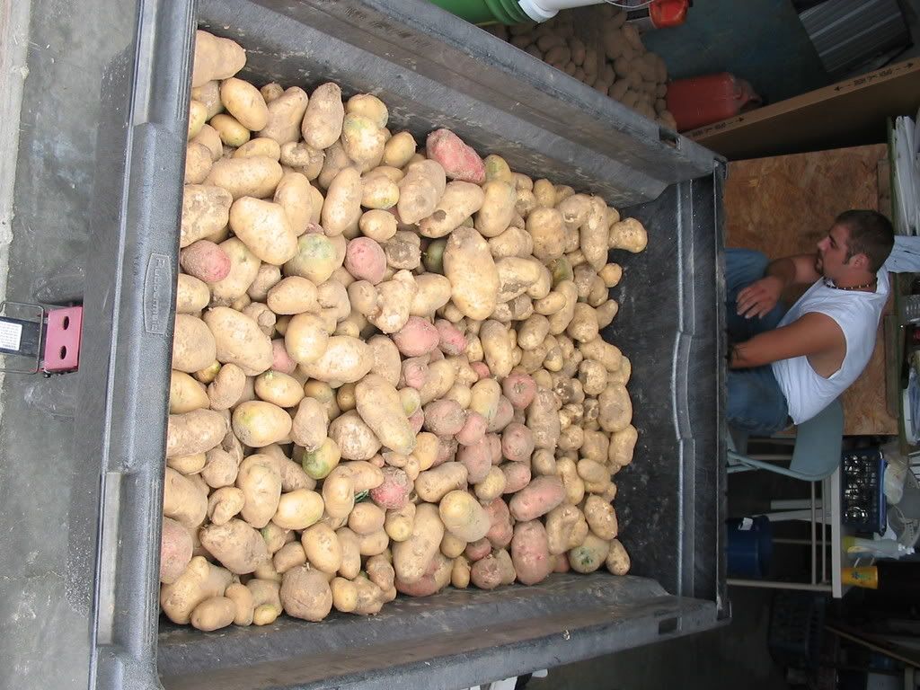 Sharing Potato Harvest Pictures - Gardening & Plant Propagation