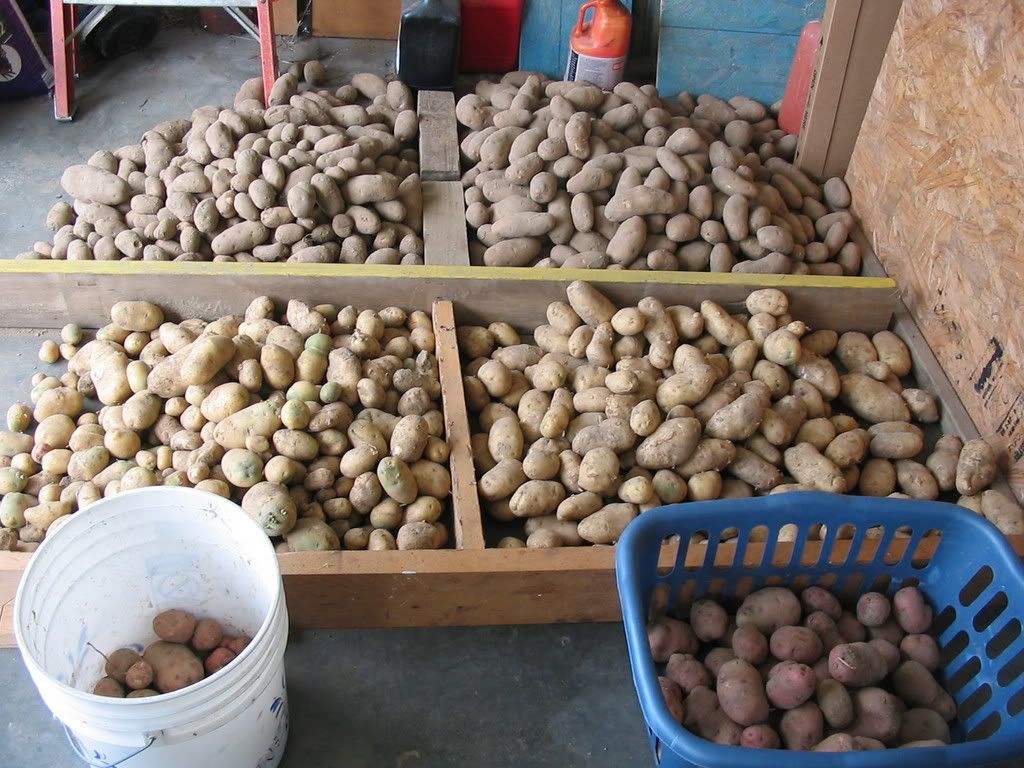 Sharing Potato Harvest Pictures - Gardening & Plant Propagation