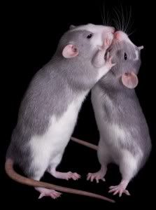 2-rats-kissing-223x300.jpg