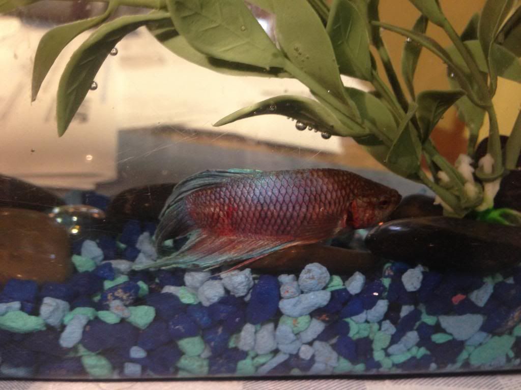 Possible Bacterial Infection Update & Pics Betta Fish Forum