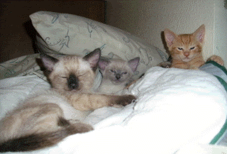 WakeupSleepyHeads.gif Wake up Sleepy Heads image by lovingmore16