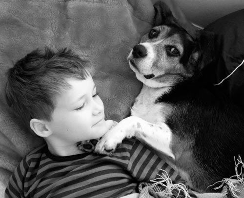 beagle, boy and beagle, rescue dog, family dog