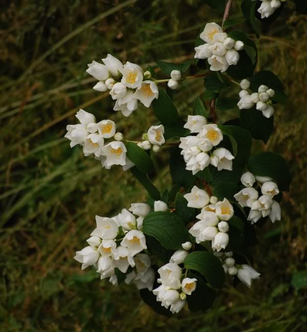 Little white flowers