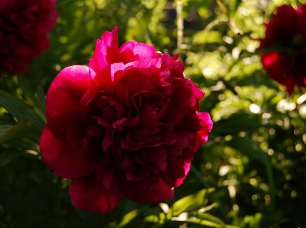 Peony Shadow