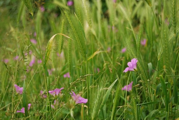 Pink Flowers in Grass