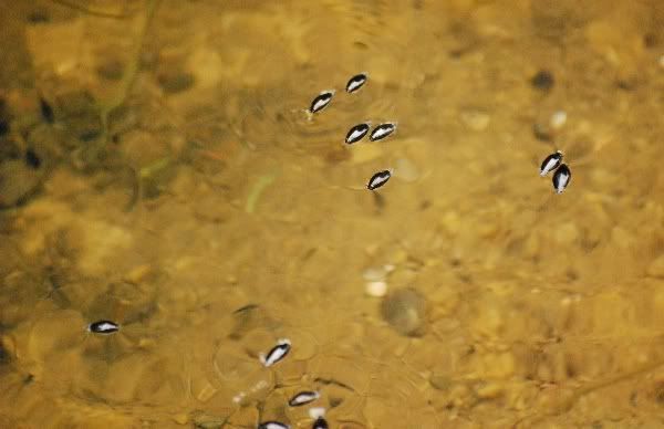 Waterbugs