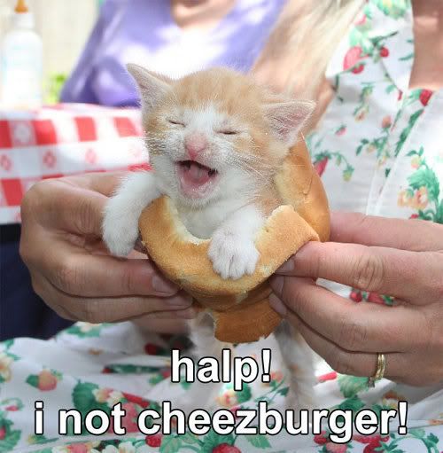 cat_cheeseburger.jpg