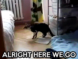 photo tumblr_luogofiFlK1qegw8v.gif