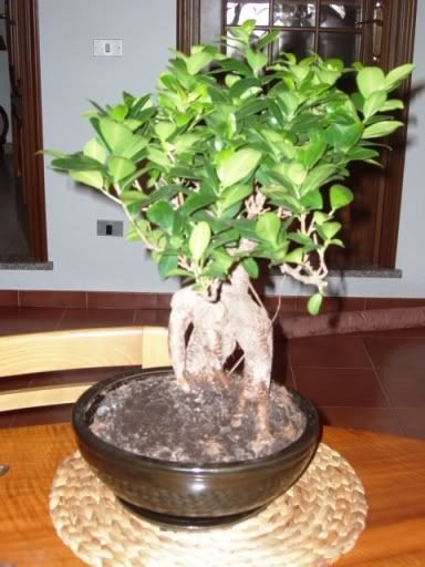 ficusginseng005.jpg