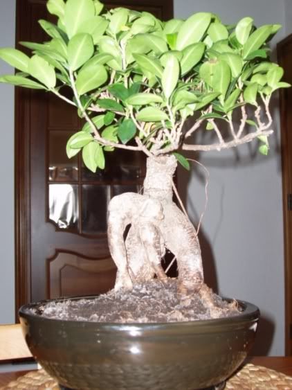 ficusginseng006.jpg