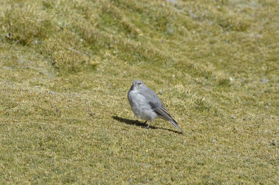  photo Cometocino-de-Arica-Parinacota-RAW_zps98cac125.jpg