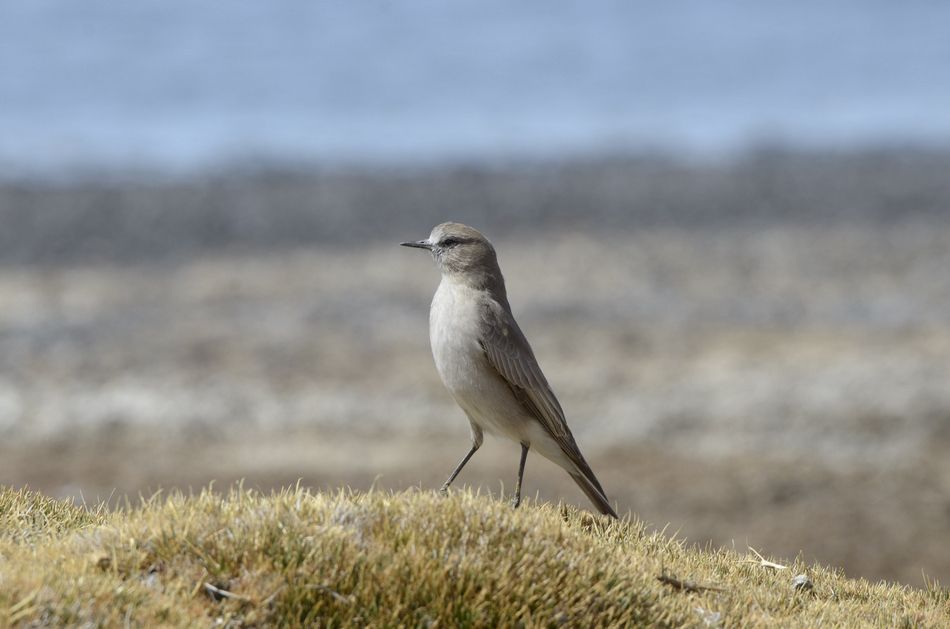  photo Dormilona-gigante-Parinacota-RAW_zps534c85cc.jpg