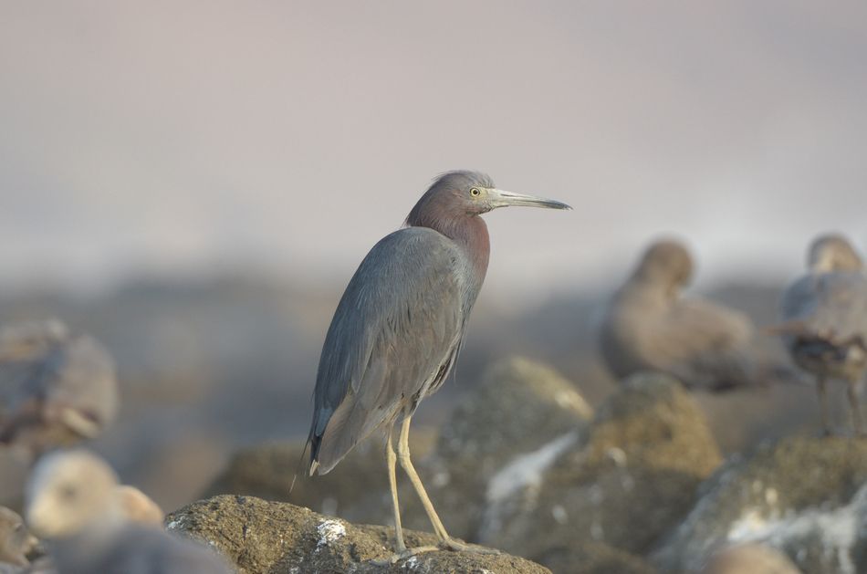  photo Garza-azul-Hotel-Arica-RAW_zps6aba7c0c.jpg