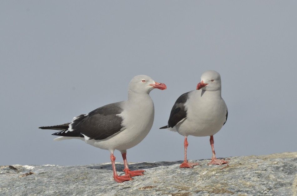  photo Gaviota-Austral-Punta-Arenas-2-RAW_zps9629afe5.jpg